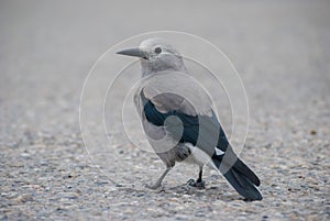 Clark's nutcracker (Nucifraga columbiana)