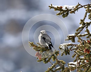 Clark`s Nutcracker Bird