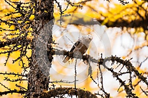 Clark's Nutcracker perching on a branch of yellow larch tree. Close-up shot.