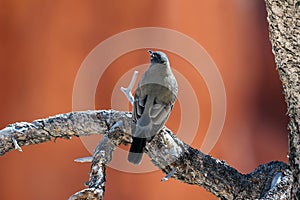 Clark`s Nutcracker Resting on Dead Tree