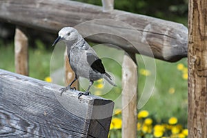 Clark's Nutcracker