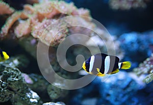 Clarke`s Anemonefish Clownfish fish