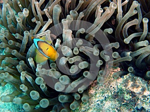 Clarkes Clown Fish in anemone