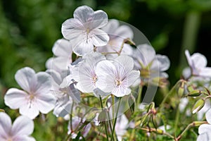 Clarkes geranium (geranium clarkei) flowers