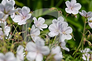 Clarkes geranium (geranium clarkei) flowers