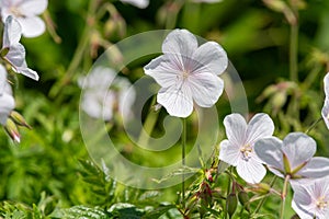 Clarkes geranium (geranium clarkei) flowers