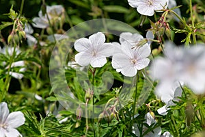 Clarkes geranium (geranium clarkei) flowers