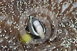 Clarki Anemonefish Amphiprion clarkii