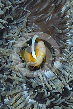 Clarki Anemonefish Amphiprion clarkii