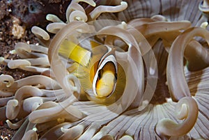 Clarki Anemonefish Amphiprion clarkii