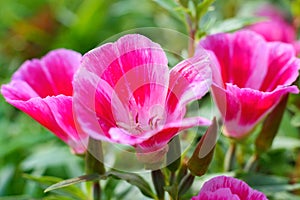 Clarkia flower. Pink Godetia flower photo