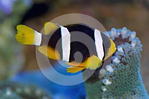 Clarkii or Clark\'s Clownfish, Amphiprion clarkii