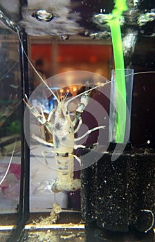 Clarkii Clear photo