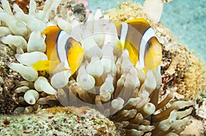 Clarks anemone fish with sea anemone