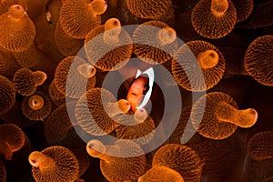 Clarks anemonefish in orange bulb anemone