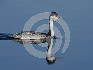 Clarks grebe, Aechmophorus clarkii