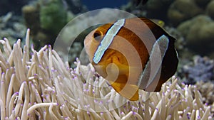 Clarkâ€™s anemonefish Amphiprion clarkii peeking out of its host anemone, close up