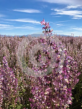 Clary meadow sage purple flowers field with beautiful clear blue sky and mountain hill in Valensole, Provence France