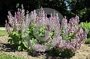 Clary sage, biennial or short-lived herbaceous perennial