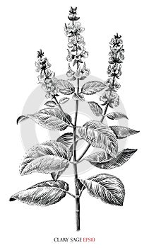 Clary sage botanical vintage illustration black and white clip art