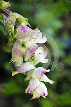 A close up view of a hanging clary sage flower in bloom. photo