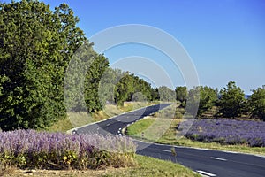 Clary sage and lavendula fields in France photo