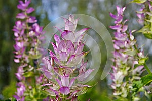 Clary sage plant in garden photo