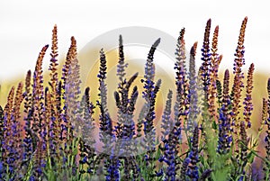 Clary Sage (Salvia sclarea)