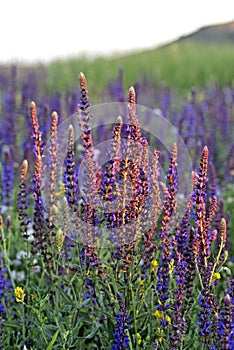 Clary Sage (Salvia sclarea)