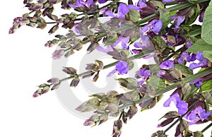 Clary Sage (Salvia sclarea