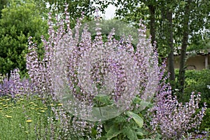 Clary sage Salvia sclarea, flowering plant in garden