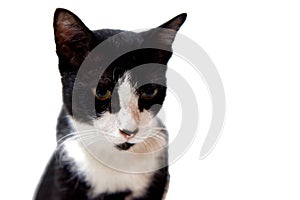 Clase up a head of black white cat  with white isolated background with copy space