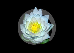 Clase up of white water lily lilies lily