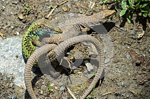 Clash two predators, the struggle for survival between the lizards.