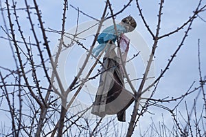 Clasic scarecrow in a tree photo