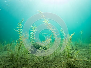 Claspingleaf pondweed water plants in clear-watered lake