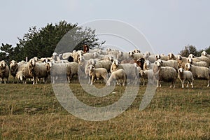 Class of sheep make cheese photo