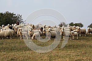 Class of sheep make cheese photo