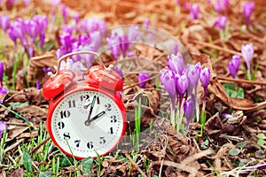 Classic alarm clock over spring flowers background. Daylight saving time reminder. Spring natural background with first flowers