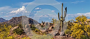 Classic Arizona Desert Landscape In The Spring