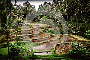 Classic asian rice fields. Rice fields on a hill with terraces. Tegallalang rice fields. Ubud, Bali, Indonesia