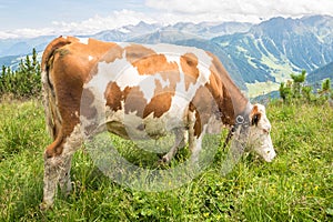 Classic austrian view of a grazing cow in the mountains of Tirol, Austria.