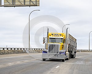 Classic big rig yellow and purple semi truck transporting cargo in open bulk semi trailer running on the turning wide highway road