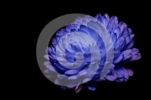 classic blue chrysanthemum on a black background a