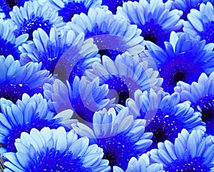 Classic blue pantone color of the year 2020.Gerbera Daisy plant