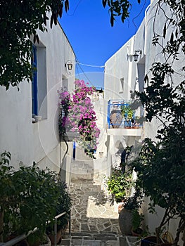 Classic blue and white color scheme with pink flowers and stone walkway in Paros, Greece - GREECE