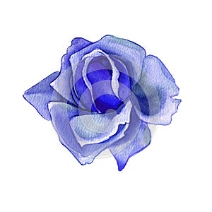 Classic blue, white rose, white hydrangea, ranunculus, watercolor flowers. Classic blue, blue rose, burgundy green