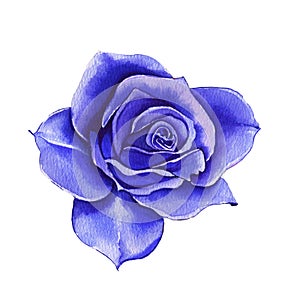 Classic blue, white rose, white hydrangea, ranunculus, watercolor flowers. Classic blue, blue rose, burgundy green