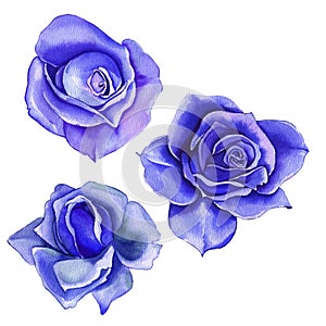 Classic blue, white rose, white hydrangea, ranunculus, watercolor flowers. Classic blue, blue rose, burgundy green