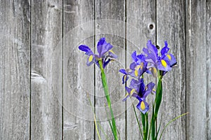 Classic blue and yellow Siberian Iris blooming against a rustic wood fence